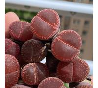 Semi di pietre viventi di Lithops - da appartamento facili da curare prodotti sostenibili decorative esotico per gli amanti del giardino d'appartamento 50pcs