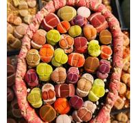 Semi di pietre viventi di Lithops - da appartamento facili da curare vecchie varietà balcone resistenti in vaso esterno esotico serre balcone grasse ufficio semi 150pcs