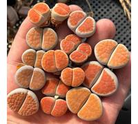 Semi di pietre viventi di Lithops - da balcone resistenti in vaso da esterno per gli amanti del giardino ufficio vecchie varietà semi appartamento facili 350pcs