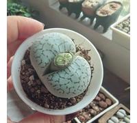 Semi di pietre viventi di Lithops - da ufficio da balcone appartamento facili curare d'appartamento serre balcone grasse arredamento del soggiorno per 300pcs