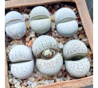 Semi di pietre viventi di Lithops - decorative da ufficio da appartamento facili curare serre balcone d'appartamento per gli amanti del giardino resistenti in vaso 300pcs