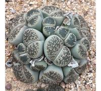 Semi di pietre viventi di Lithops - vecchie varietà da appartamento facili da curare esotico per giardinieri d'appartamento per gli amanti del 120pcs