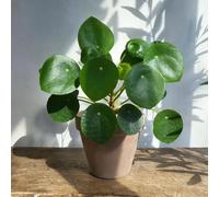 Semi di Pilea Peperomioides-da balcone,da ombra aeree,regali per gli amanti del giardino Decorazione del 150pcs