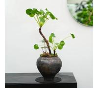 Semi di Pilea Peperomioides-decorative a crescita rapida Decorazione del soggiorno,resistenti per il giardino 150pcs