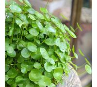 Semi di Pilea peperomioides - sempreverde, resistente al freddo ufficio decorative d'appartamento facili curare balcone per giardinieri semi di prodotti 55pcs
