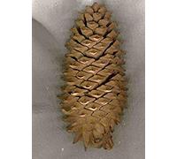 Semi-di PINE05 Big Cono del Pino (Pinus coulteri) Seeds ONLY