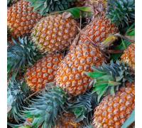 semi di pineapple, semi giardino per uomini, interni esotici tetti verdi 500pcs