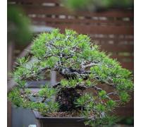 Semi di pino nero - semi di giardino interni giardino resistenti per il giardino ufficio interno 250pcs