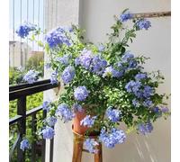 Semi di piombo - semi di giardino balcone resistenti prato giardino decorazione balconi resistenti a 150pcs