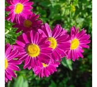 Semi di piretro cinerariifolium - aiuola balcone biologici serra giardino roccioso resistenti rari decorative esotiche 90pcs