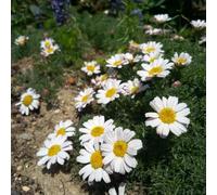 Semi di Piretro Cinerariifolium - appartamento in vaso perenni resistenti giardino 150pcs