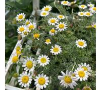 Semi di Piretro Cinerariifolium - balcone resistenti giardino in vaso 600pcs