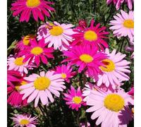 Semi di Piretro Cinerariifolium, da balcone resistenti rare semi di da esterno resistenti giardino resistenti per il giardino regali 50pcs