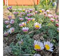 Semi di piretro cinerariifolium - d'appartamento di rari biologici per da balcone per aiuole rialzate 400pcs