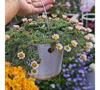 Semi di piretro cinerariifolium - d'appartamento rari da giardino da balcone roccioso resistenti 350pcs