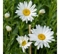 Semi di piretro cinerariifolium - decorazione biologici per da balcone serra esotiche resistenti 120pcs