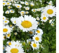 Semi di piretro cinerariifolium - decorazione da giardino per esterni di rari per balcone vecchie varietà biologici selvatici 300pcs