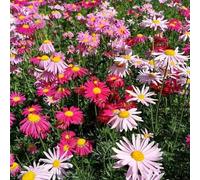 Semi di Piretro Cinerariifolium - decorazione da giardino per esterni perenni da balcone resistenti da esterno resistenti serre da balcone 150pcs