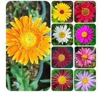 Semi di piretro cinerariifolium - decorazione sospese esotiche aiuola vecchie varietà balcone 250pcs