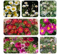 Semi di piretro cinerariifolium - decorazione ufficio biologici selvatici balcone aiuole rialzate vecchie varietà giardino 100pcs