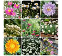 Semi di Piretro Cinerariifolium - estivi semi di perenni decorazione da giardino per esterni selvatici 500pcs