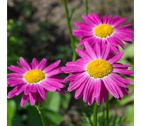Semi di piretro cinerariifolium - giardino roccioso resistenti biologici selvatici balcone esterno rari 90pcs
