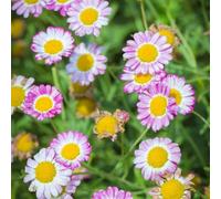 Semi di Piretro Cinerariifolium - in vaso estremamente resistenti al giardino tappezzante 350pcs