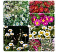 Semi di piretro cinerariifolium - per balcone di biologici per rare decorazione serra ufficio 100pcs