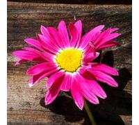 Semi di Piretro Cinerariifolium - per luoghi soleggiati semi di crisantemo semi di resistenti per il giardino semi di estivi serre da balcone 300pcs