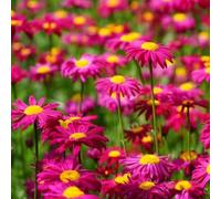 Semi di Piretro Cinerariifolium - perenni giardino tappezzanti resistenti 100pcs