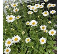 Semi di Piretro Cinerariifolium - perenni resistenti giardino tappezzanti balcone 300pcs