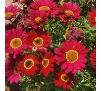 Semi di piretro cinerariifolium - rare biologici di selvatici balcone decorative vecchie varietà in aiuola rialzata 50pcs