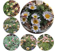 Semi di piretro cinerariifolium - rari giardino roccioso resistenti aiuola esotiche 500pcs