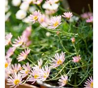 Semi di Piretro Cinerariifolium - resistenti perenni copertura del terreno biologici 200pcs