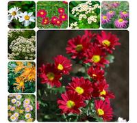 Semi di Piretro Cinerariifolium - semi di crisantemo semi da balcone semi di estivi da giardino roccioso resistenti giardino 250pcs