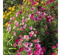 Semi di Piretro Cinerariifolium, semi di da esterno resistenti da balcone resistenti semi di copertura del terreno perenni 500pcs