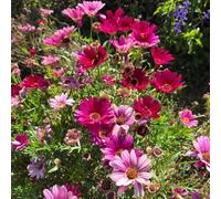 Semi di piretro cinerariifolium - serra balcone esotiche resistenti da esterno 150pcs