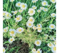 Semi di piretro cinerariifolium - serra decorazione da balcone d'appartamento da giardino 200pcs