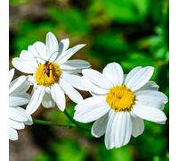 Semi di piretro cinerariifolium - vecchie varietà decorazione da giardino per esterni balcone resistenti 120pcs