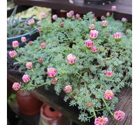 Semi di Piretro Cinerariifolium - vecchie varietà giardino resistenti giardino in vaso balcone appartamento 800pcs