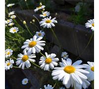 Semi di Piretro Cinerariifolium - vecchie varietà giardino resistenti tappezzante 400pcs