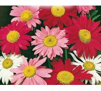 Semi di Piretro Semplice in Miscuglio Fiori Sementi