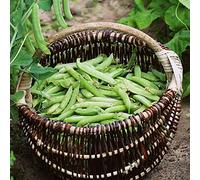Semi di piselli invernali biologici - Aiuola resistenti esterno giardino 100pcs