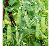 Semi di piselli invernali biologici - cucina letti interno 200pcs