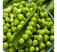 Semi di piselli invernali biologici - cucina letti varietà antiche 50pcs