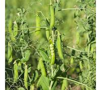 Semi di piselli invernali biologici - rampicante balcone resistenti aiuola rialzata 20pcs