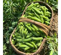 Semi di piselli invernali biologici - regali giardinieri varietà antiche Balcone 300pcs