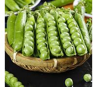 Semi di piselli invernali biologici - vecchi balcone Aiuola resistenti 120pcs