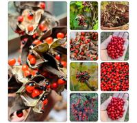 semi di piselli paternoster selvatici perenni resistenti giardino decorazione resistenti Letti elevati per il giardino 30pcs