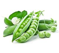 Semi di piselli primi - Pisum sativum